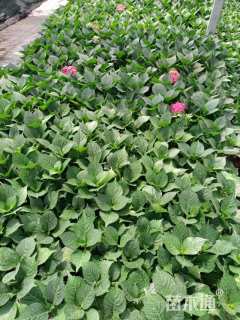 高度20厘米绣球