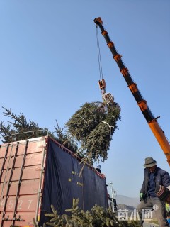 高度100厘米云杉