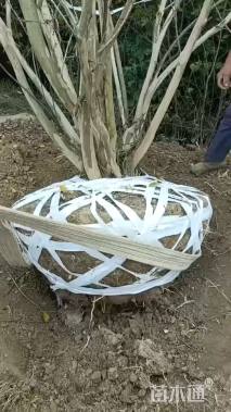 高度250厘米美国三红紫薇