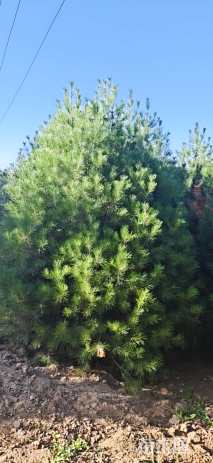 高度400厘米白皮松