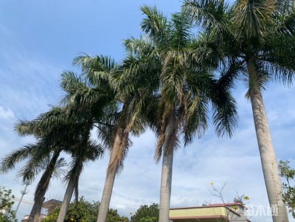 裸干高7000厘米大王椰子