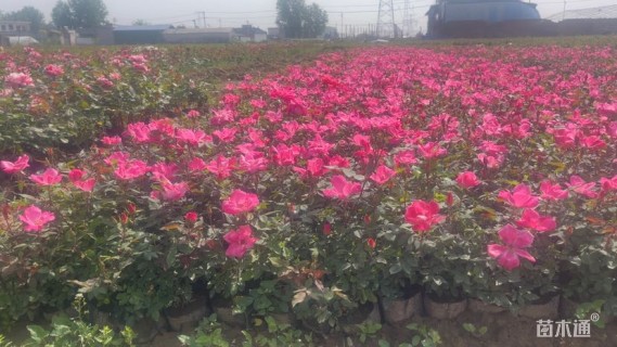 高度40厘米粉红香水月季