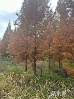 14公分金叶水杉