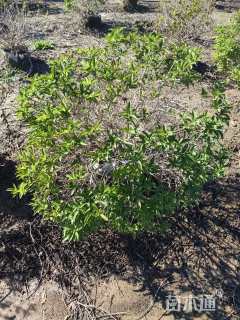 高度80厘米红王子锦带球