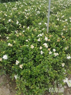高度20厘米小叶栀子