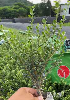 高度30厘米龟甲冬青