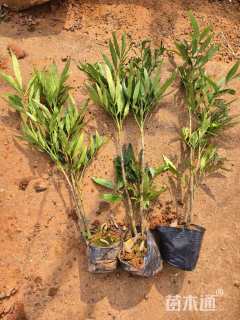 高度30厘米十大功劳