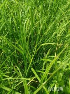 高度40厘米细叶苔草