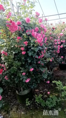 高度30厘米月季