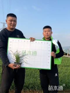 高度10厘米麦冬