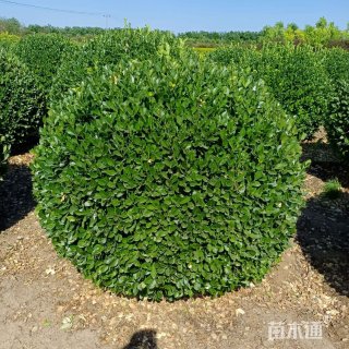 冠幅100厘米卫矛球