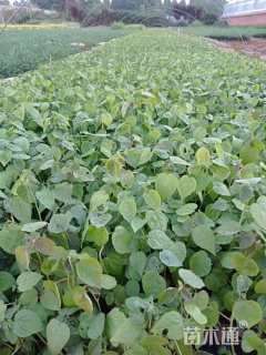 高度10厘米芙蓉葵