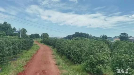 高度300厘米丛生桂花