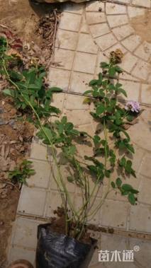 50厘米藤本月季