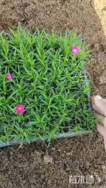 高度8厘米欧石竹