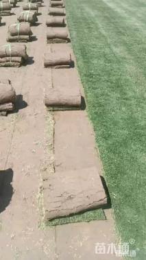 草卷状翦股颖