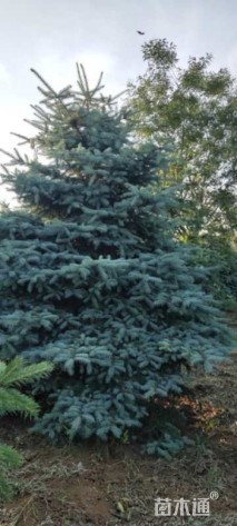高度300厘米美国蓝杉