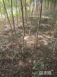 高度50厘米刺槐小苗