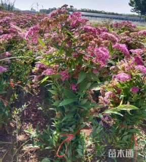 高度70厘米绣线菊小苗