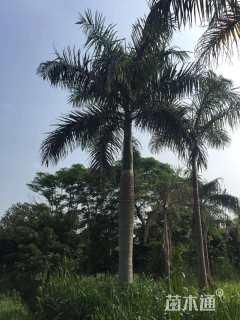 裸干高500厘米大王椰子