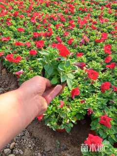 高度10厘米牵牛