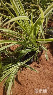 高度20厘米金边吊兰