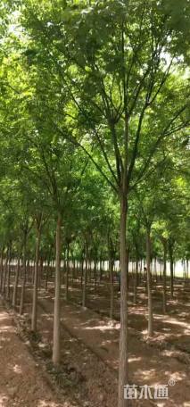 11公分国槐
