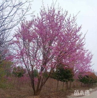 高度530厘米丛生紫荆