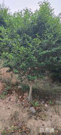 高度250厘米茶梅