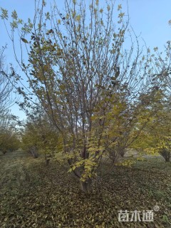 高度600厘米丛生金叶白蜡