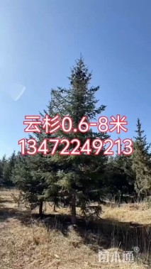 高度60厘米云杉