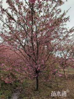 10公分垂丝海棠