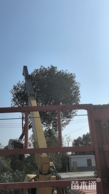 移栽苗红叶石楠