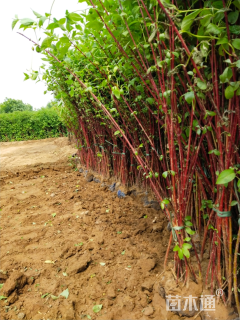 高度100厘米红瑞木