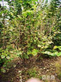 高度350厘米丛生紫荆
