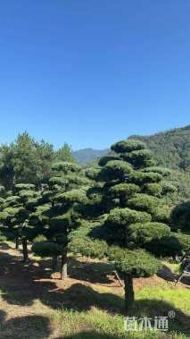 13公分造型五针松