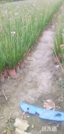 高度30厘米紫娇花