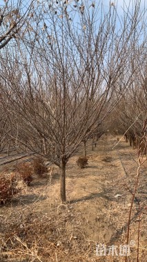 10公分骨里红梅