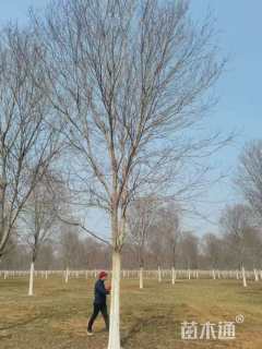 21公分美国红枫