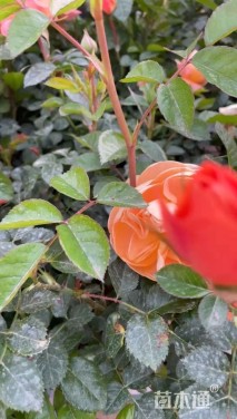 高度25厘米月季