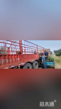 高度50厘米拂子茅