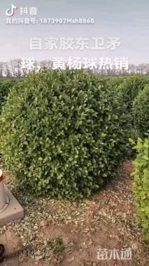 高度150厘米胶东卫矛