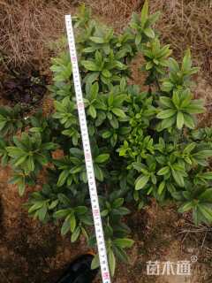 高度40厘米毛鹃