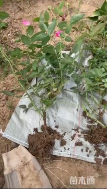 高度50厘米丰花月季