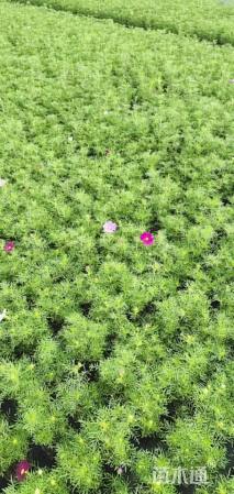 高度20厘米波斯菊