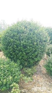 高度180厘米卫矛