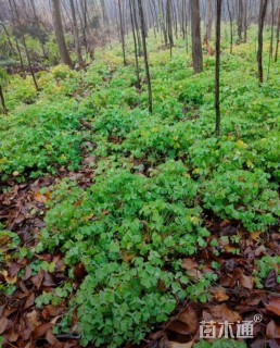 高度10厘米红花酢浆草