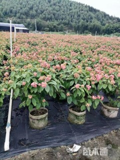 高度100厘米粉叶金花