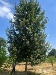 20公分美国红枫