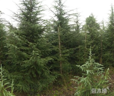 移栽苗北非雪松